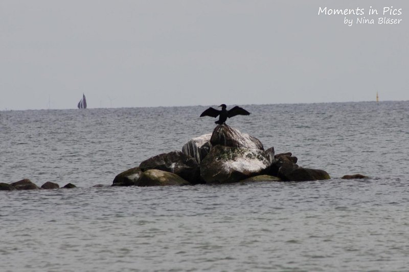 2010-06-26 Arc-en-ciel Arlequin (52).jpg